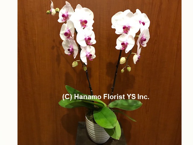 ORCH324P. SALE! 2 Premium Pink (or Purple) Orchids in a Pot - Click Image to Close